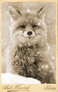 AACG:  Winter Animal Tags:  Fox