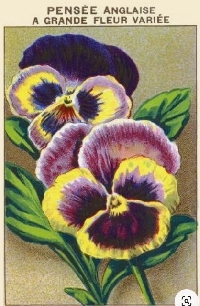 VC:  Spring Botanicals Tag:  Pansy