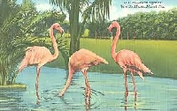 Send me a postcard of  Flamingo(s) - Global