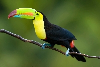 CPG: Exotic Bird Notecard or Postcard - Global 🦜