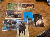 Wild Animal PC swap with a Twist (US Only) #2