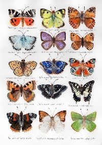 ATC/Butterflies