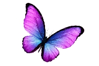 WIYM: Envelope of Butterflies