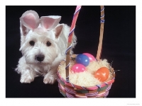 Pet Photo Swap Challenge(Easter)-Fast Email Swap