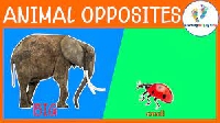 AAAMA ~ Opposites! ANIMALS Postcard mail art