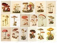 Mushroom mailart postcard