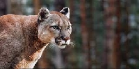 Cougar or Lynx