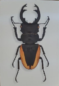 Insect / Bug Postcard Swap - International