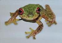 Frogs & Lizards - International