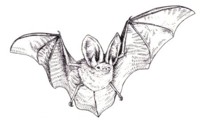 (Vampire) Bat ATC, international newbies welcome
