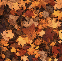 ATC Swap: HD/HP Autumn Leaf Theme - Global