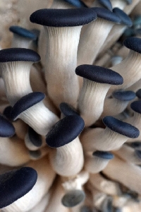 PinAnon: Mushrooms