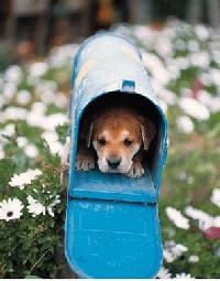 Smile!  You've Got Mail!