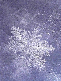 APDG - Snowflakes