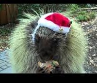 animals celebrating Christmas profile decoration