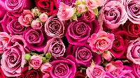 Valentine ATC--Roses
