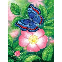 USAPC:  Index Card Art:  Butterflies