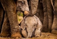 PinAnon: Zoo Animal Series - African Elephant