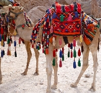 PinAnon: Zoo Animal Series - Camels