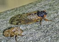 The coming horror:THE CICADA!
