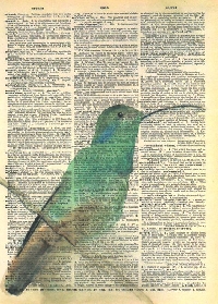 Index Card Bird Collection: Hummingbirds