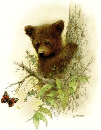 VC: Index Card Forest Animals Collection: Bear