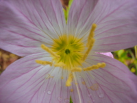 Flower Photo ATCs