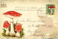 CHWH:  Mushroom Mail + a Note