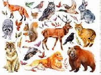 WIYM: NAKED ANIMAL ART POSTCARD #3