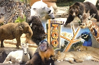 3P's Postcard Swap - Zoo