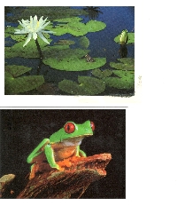 SIGN UP TO WIN 2 USED FROG POSTCARDS