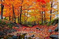 NAKED FALL FOLIAGE POSTCARD #2