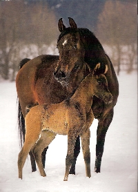 Horse Postcard Swap #4