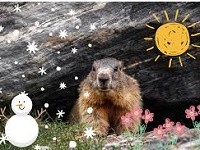 Pop a groundhog on my profile 2025