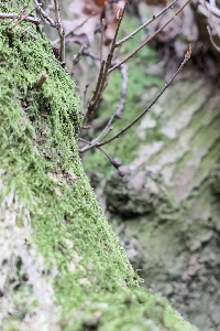 SPCP - Close up of a tree