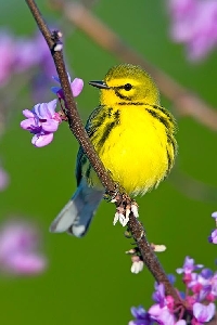 WIYM: Index Card Art:  Birds and Flowers