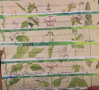 YTPC:  Snippet Strips