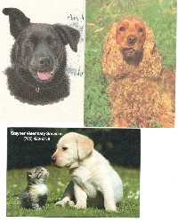 SIGN UP TO WIN 3 USED DOG POSTCARDS