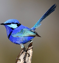MFF:  Bird Tag:  Letter F
