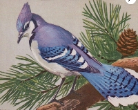 PSH:  Spell a Bird!