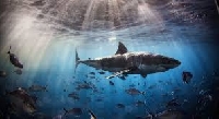 Seek and Find Postcard Swap #3 Shark