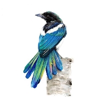 MJS: Magpie Journal 2025 - #3 (U.S. Only)