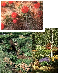 SIGN UP TO WIN 3 USED FLOWER/GARDEN POSTCARDS