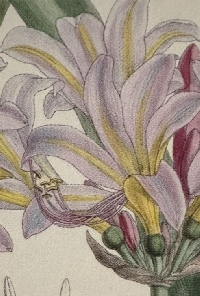 Floral Postcards #2