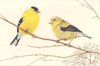 MFF:  Bird Tag:  Letter G