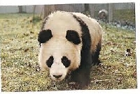 N-T P: Panda Bear Postcard