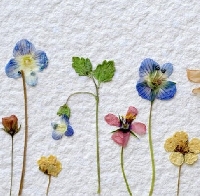 Pressed Flowers Notecard