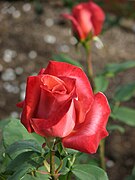 SPCP: Flowers eSwap #371