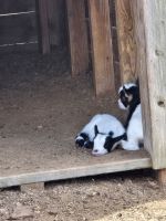 FTLOC#2 - ITS the GOAT! Senders Choice!