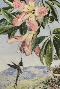 Floral Postcards #3